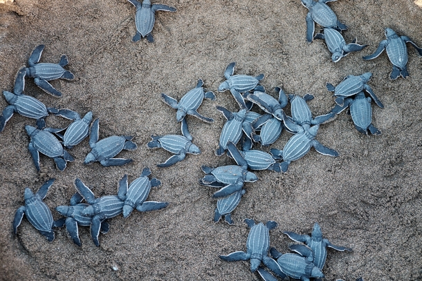 A group of Blue Sea Turtles