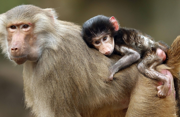 A hamadryas baboon cub sits on the back of its mother 