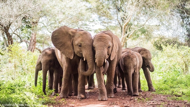 A herd of elephants Loxodonta africana They never forget because theyve a larger and denser temporal lobe than that of humans