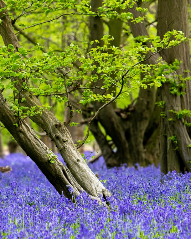 A Hidden Bluebell Wood Hertfordshire UK 