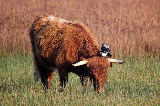 A highland cow and his friend at Norfolk by Nick Wakeling 