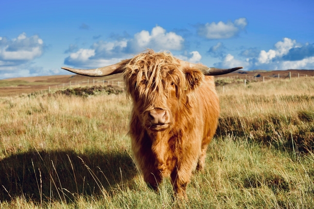 A Highland cow I photographed on the Isle of Skye