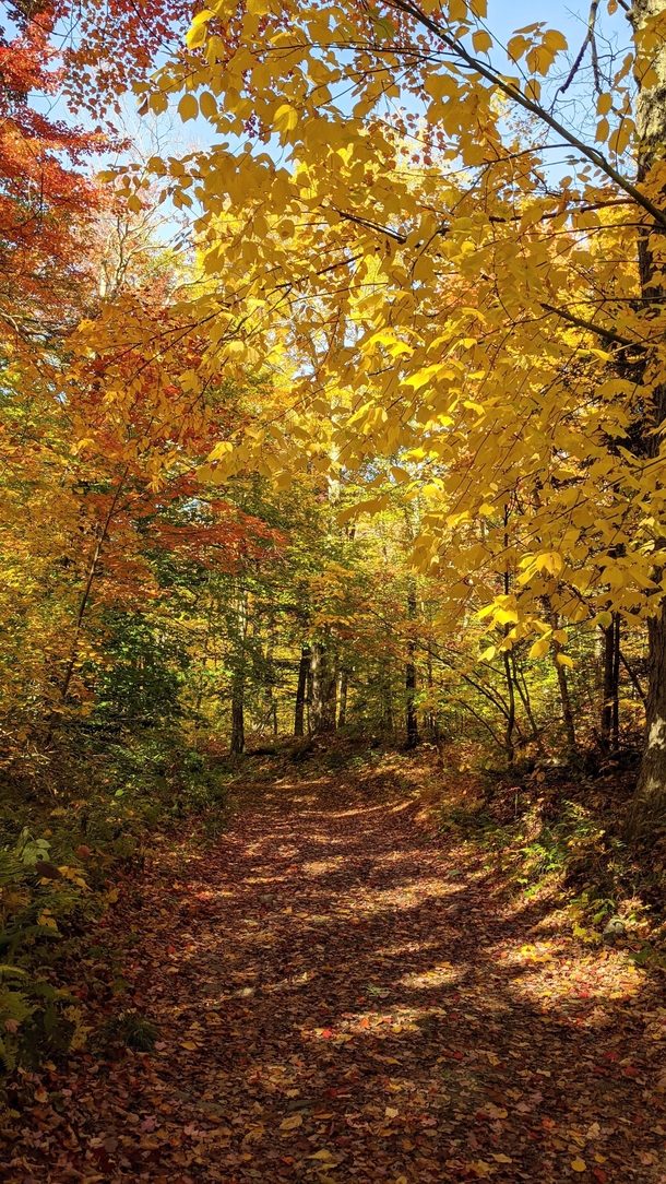 A hiking trail during autumn near Manchester Vermont 
