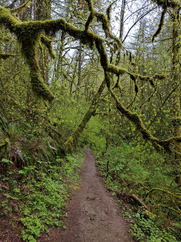 A hiking trail in Oregon 