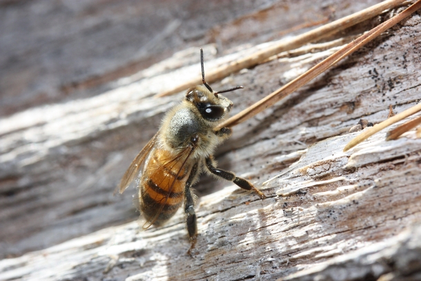 A honeybee in San Diego 