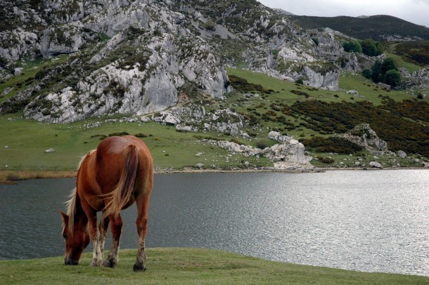 A horse eats grass beside Ercina Lake Covadonga - Asturias - Spain 