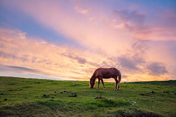 A horse in the midnight sun Northern Iceland 
