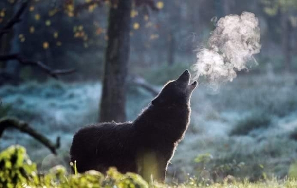 A howling wolf in Yukon Alaska