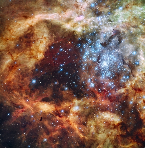 A Hubble Space Telescope image of the R super star cluster near the center of the  Doradus Nebula also known as the Tarantula Nebula or NGC  