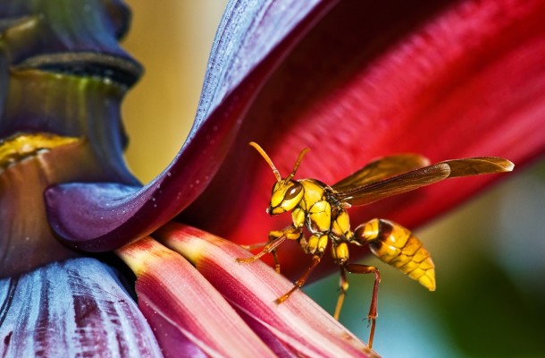 A huge wasp measuring  inches in length visiting a banana tree in a front yard John Matzick USA  Sony World Photography Awards 