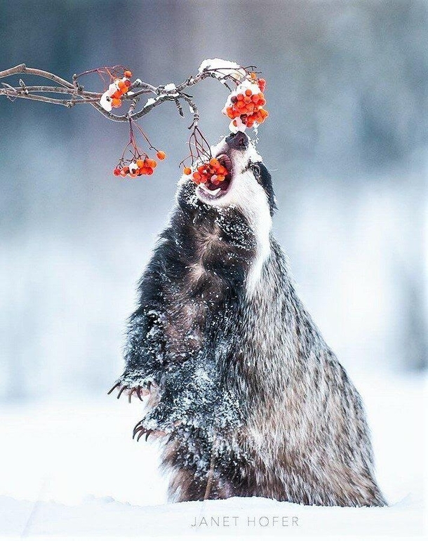 A hungry badger eating some berries in the snowy forest