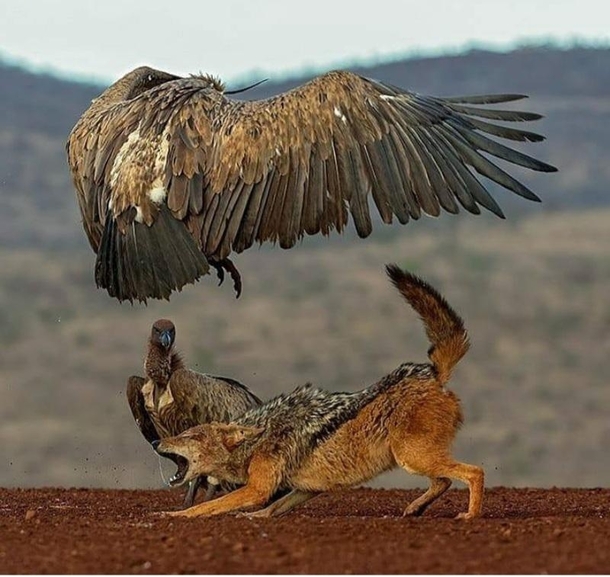 A Jackal Takes an Extraordinary Leap to Try and Catch a Vulture but Misses