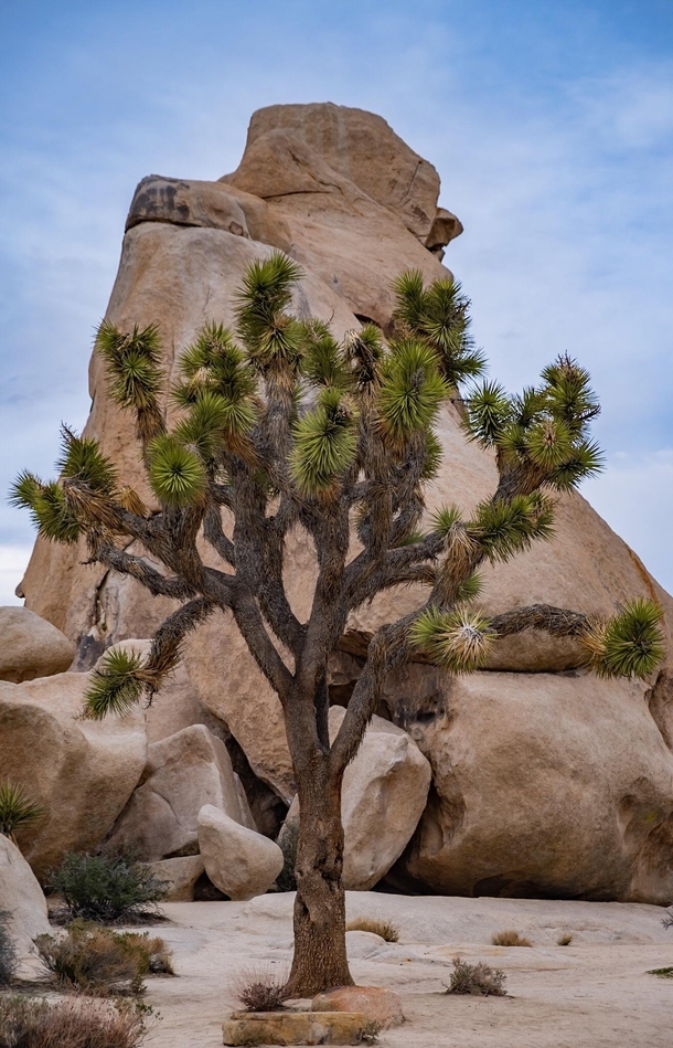 A Joshua tree in Joshua Tree Love exploring new parks and new landscapes 