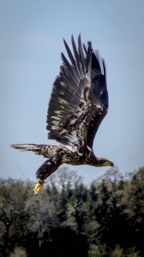 A juvenile Bald Eagle takes flight 