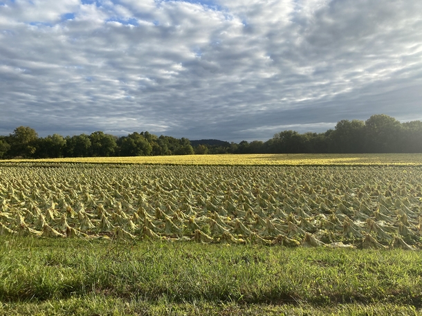 A Kentucky tobacco field 