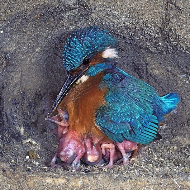 A king fisher with its chicks