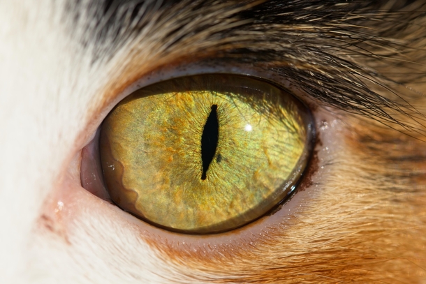A kitty eye 