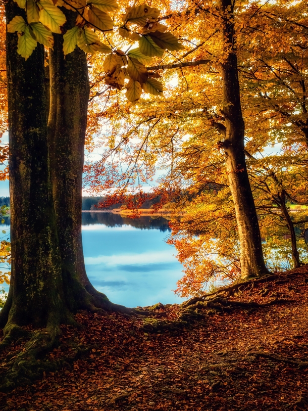 A late afternoon walk by the lake enjoying fall colors Germany 
