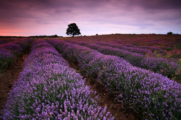 A lavender field in Bulgaria 