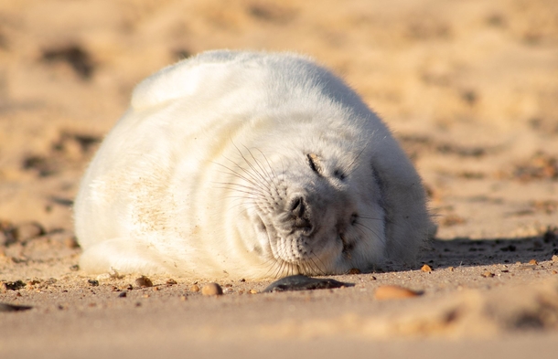 A Lazy Seal 