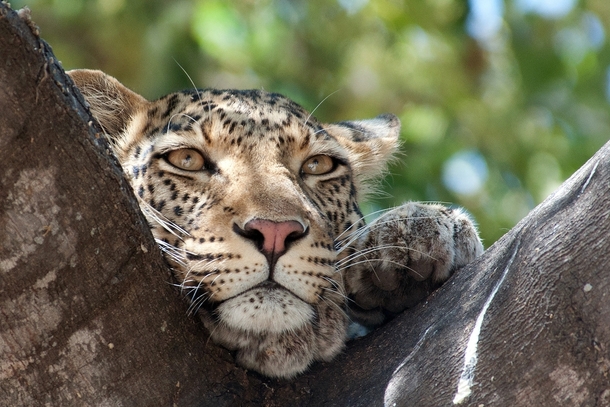 A leopard resting its head on a branch in Chobe National Park Botswana photographed by Lyn Francey 