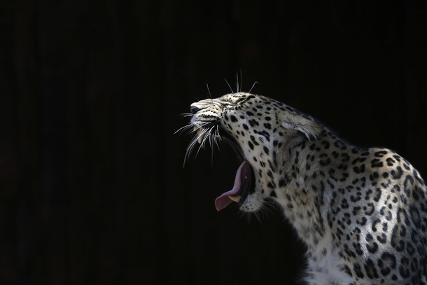 A leopard yawn 