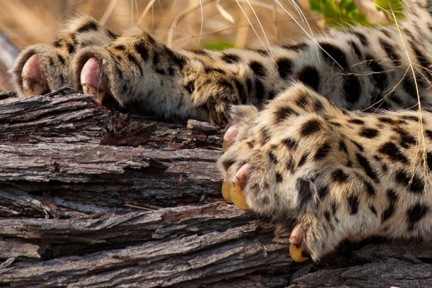 A leopards claws by Darren Sharp 