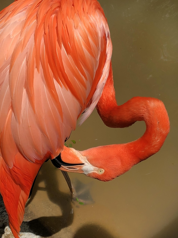 A lesser flamingo at the Fort Worth Zoo Texas 