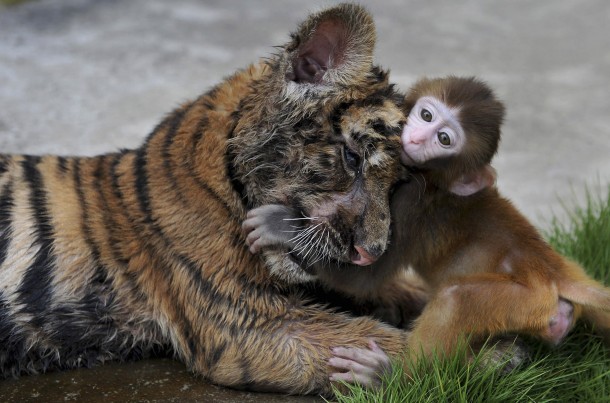 A lesson on Trust and Friendship from a Rhesus Macaque Macaca mulatta and a Tiger cub 