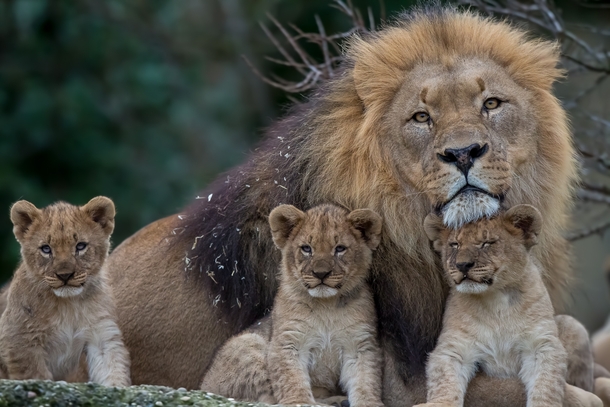 A lion family portrait  Photographed by OldGear