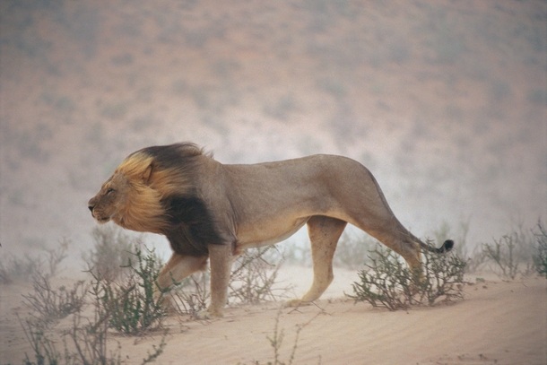 A lion walks against the wind in Kalahari Gemsbok National Park South Africa  Chris Johns 