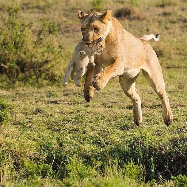 A lioness jumping over a ditch with her cub