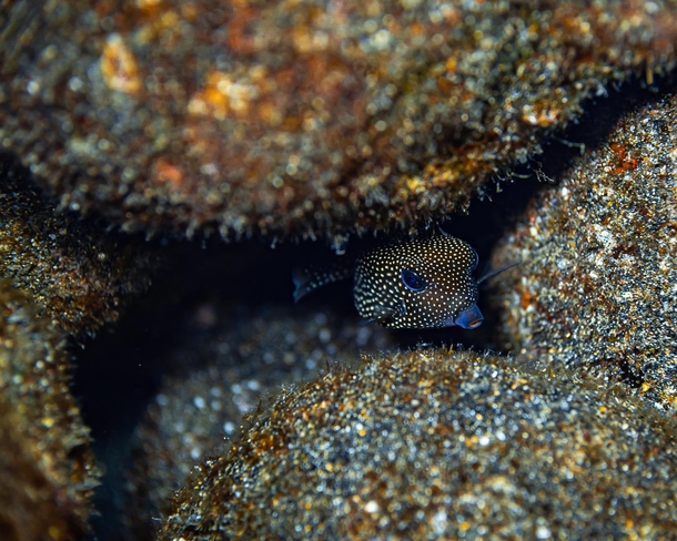 A little boxfish I came across hiding among the rocks during a night dive in Hawaii These little guys look hilarious and I swear their swim looks more like a penguin waddle than an actual swim - If you like this I have plenty more like it on my Instagram 