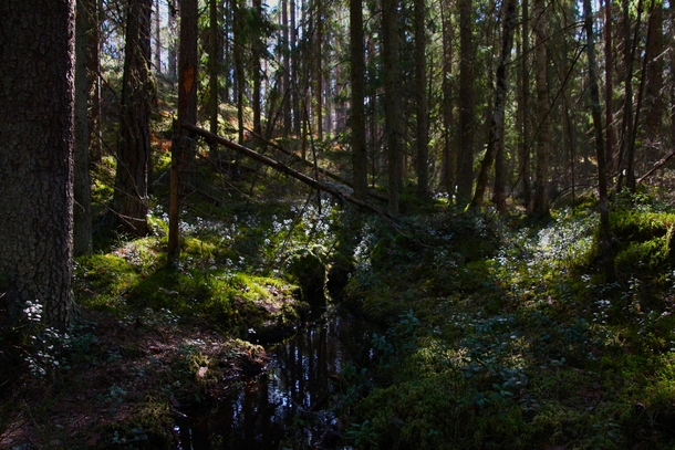 A little stream Estonia Lahemaa National Park 