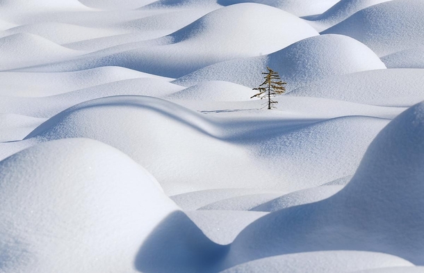 A lone pine peaks above rolling snow waves in Jasper National Park Alberta Canada Victor Liu 