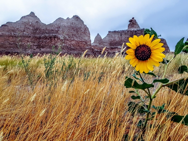 A lone sunflower braving life in the Badlands of South Dakota USA 