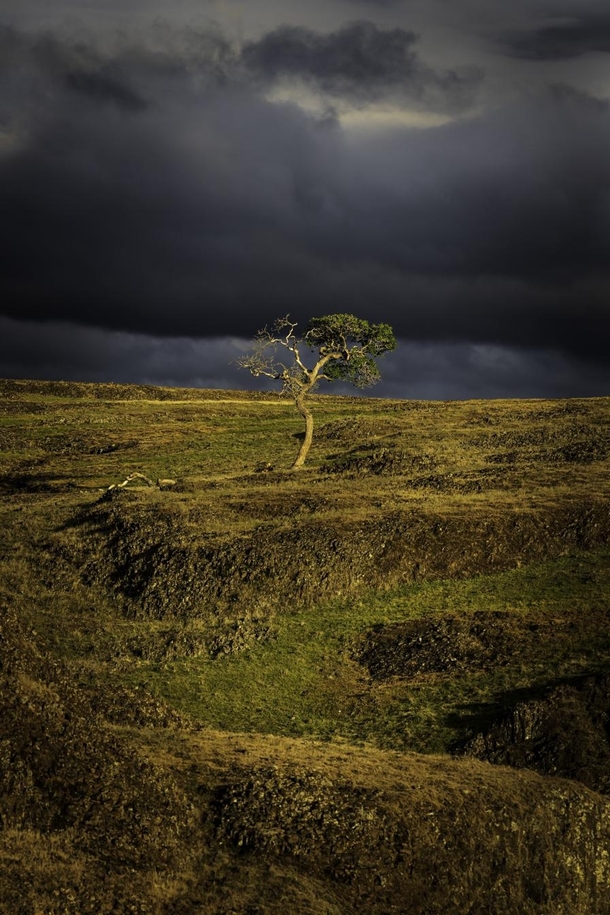 A lone tree amidst a break in a storm in Northern California x OC