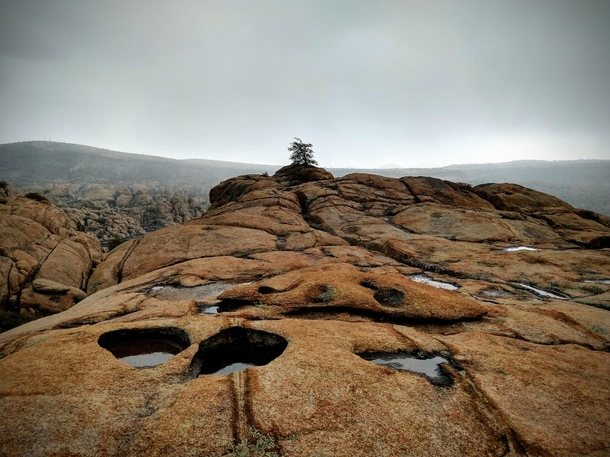 A lone tree on a massive rock formation in the Granite Dells Arizona