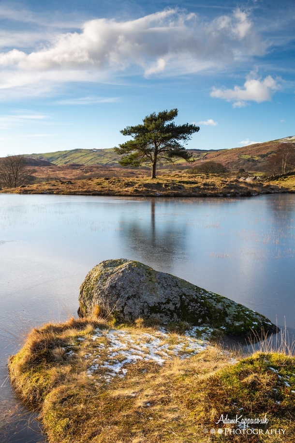 A lone tree on Kelly Hall Tarn The Lake District 