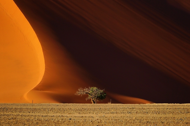 A lone tree sits in front of the Namibia Desert  by LukhinEfimova 