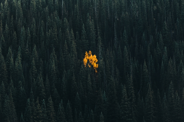 A lonely aspen in an evergreen forest - Telluride Colorado 