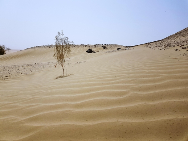 A lonely bush in United Arab Emirates 
