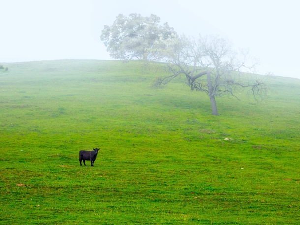 A lonely cow amidst the fog Santa Ynez Valley CA 