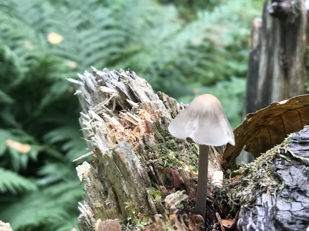 A lonely minishroom