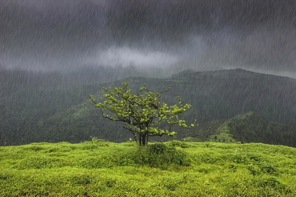 A lonely tree gets drenched in the pouring rain in Maharashtra India 