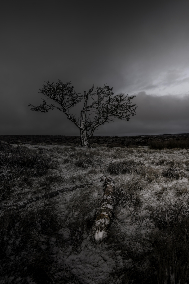 A Lonely Tree North Yorkshire Moors 