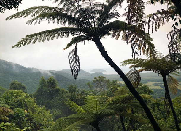 A Lookout in the Daintree Rainforest Queensland Australia 