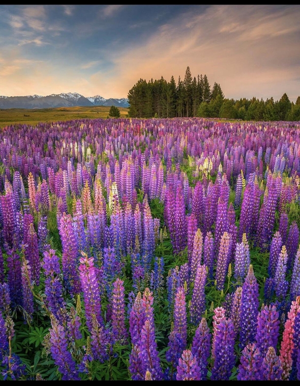 A Lupin flower field in Mackenzie New Zeland
