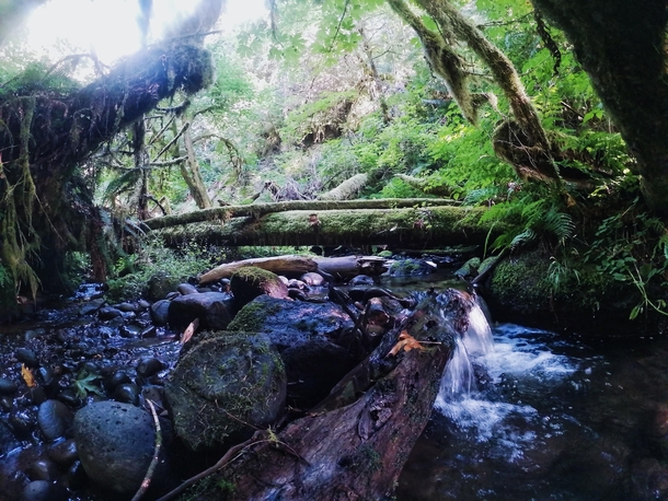 A lush creek at camp Namanu Oregon 