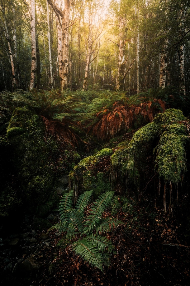 A lush New Zealand forest Arthurs Pass Canterbury NZ 